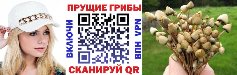 MEGA как войти  Каспийск  Псилоцибиновые грибы Magic Shrooms 